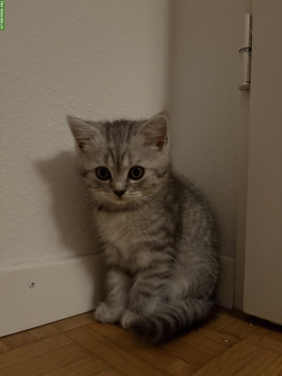 Bild 6: BLH / BKH Kitten suchen ein liebes Zuhause