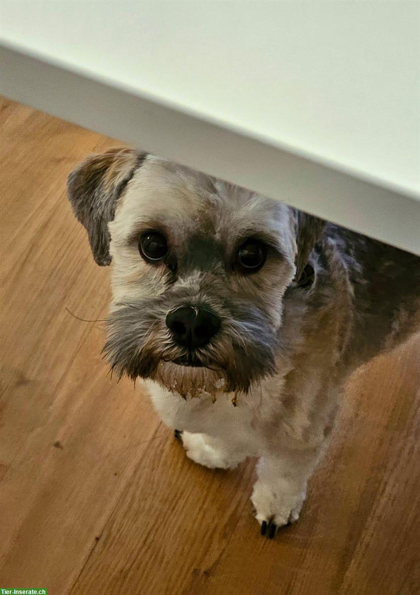 Bild 3: Balou, ein Bolonka Zwetna Rüde sucht ein neues Zuhause!
