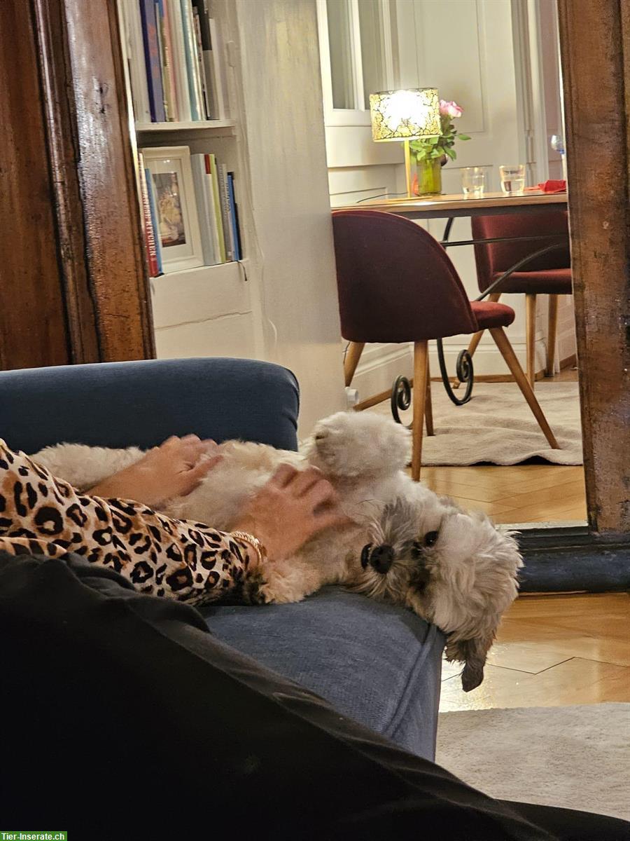 Bild 4: Balou, ein Bolonka Zwetna Rüde sucht ein neues Zuhause!
