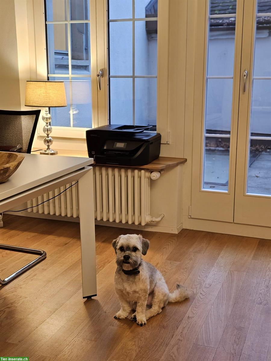 Bild 5: Balou, ein Bolonka Zwetna Rüde sucht ein neues Zuhause!