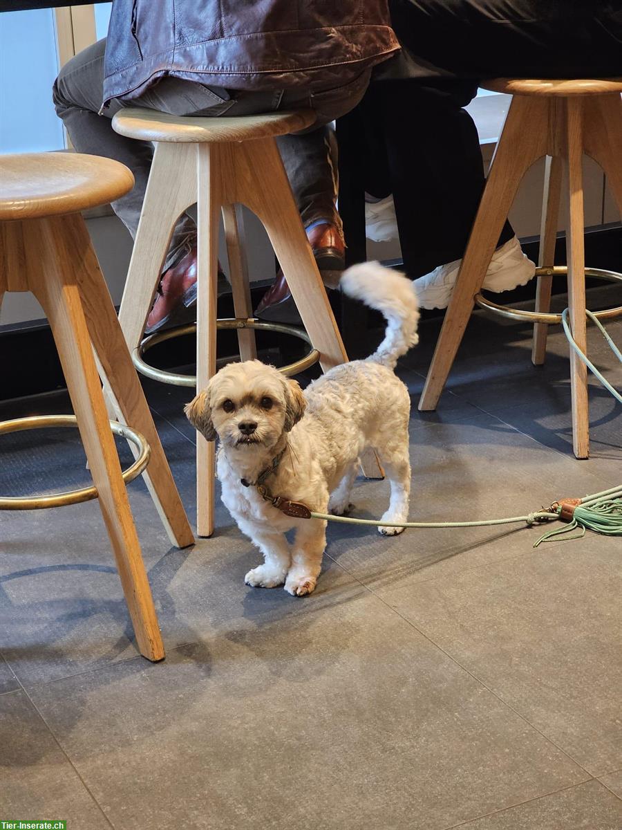Bild 6: Balou, ein Bolonka Zwetna Rüde sucht ein neues Zuhause!
