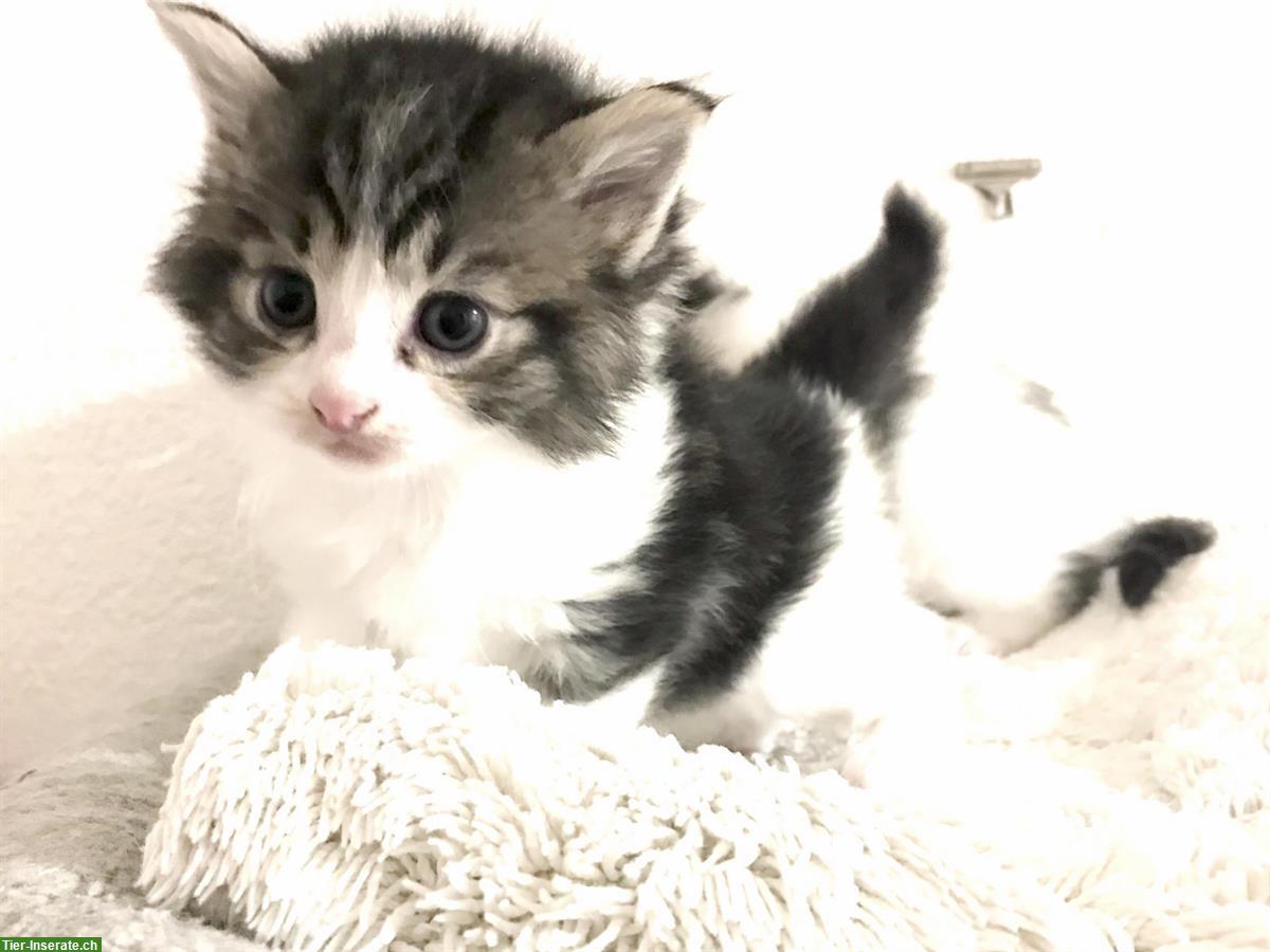 Herzige und liebe Mischlingskätzchen, Waldkatze x Birma