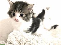 Herzige und liebe Mischlingskätzchen, Waldkatze x Birma