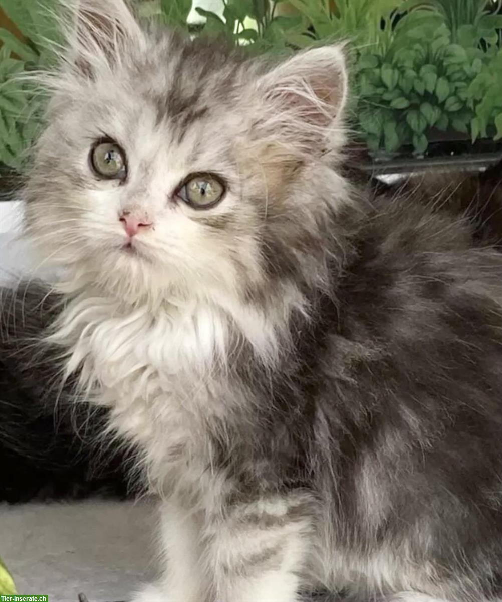 Bild 2: Herzige und liebe Mischlingskätzchen, Waldkatze x Birma