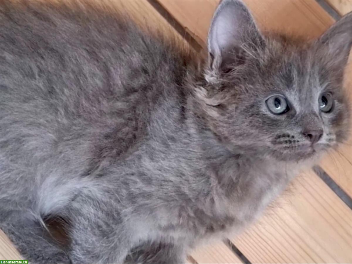 Bild 3: Herzige und liebe Mischlingskätzchen, Waldkatze x Birma
