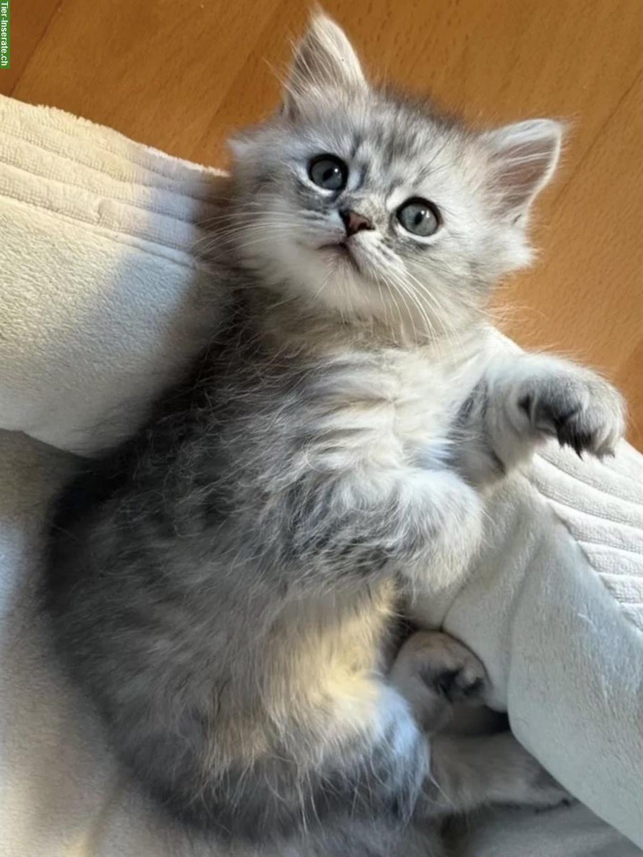 Bild 4: Herzige und liebe Mischlingskätzchen, Waldkatze x Birma