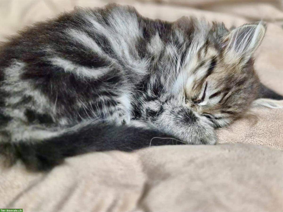Bild 5: Herzige und liebe Mischlingskätzchen, Waldkatze x Birma