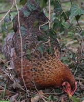 Bielefelder Kennhuhn Junghennen zu verkaufen
