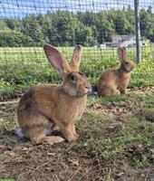 Kaninchen Böcke und Zibben zu verkaufen
