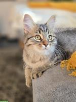 2 junge Sibirer Kater in der Farbe Schwarz-Tabby getupft