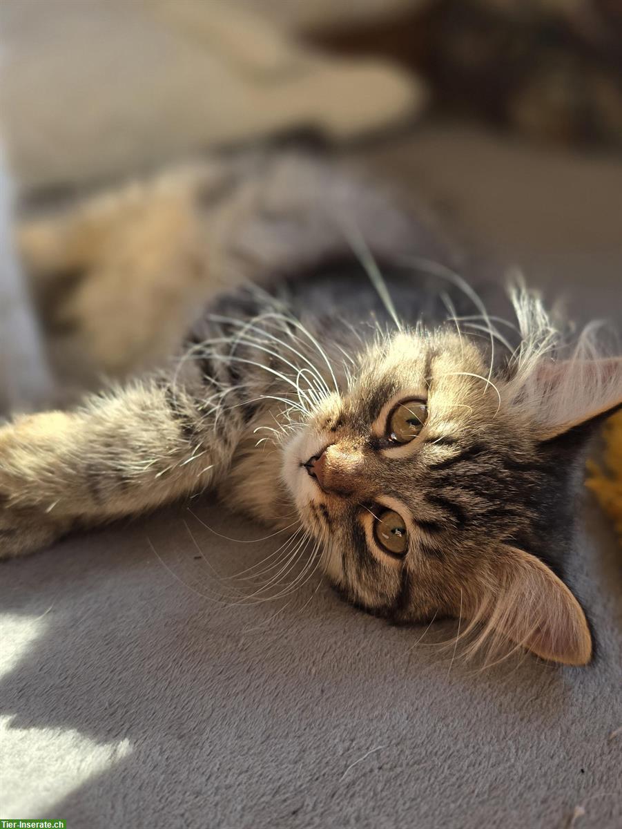 Bild 2: 2 junge Sibirer Kater in der Farbe Schwarz-Tabby getupft