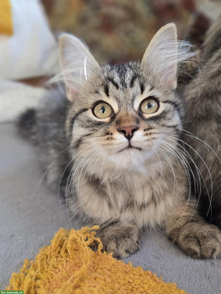 Bild 3: 2 junge Sibirer Kater in der Farbe Schwarz-Tabby getupft