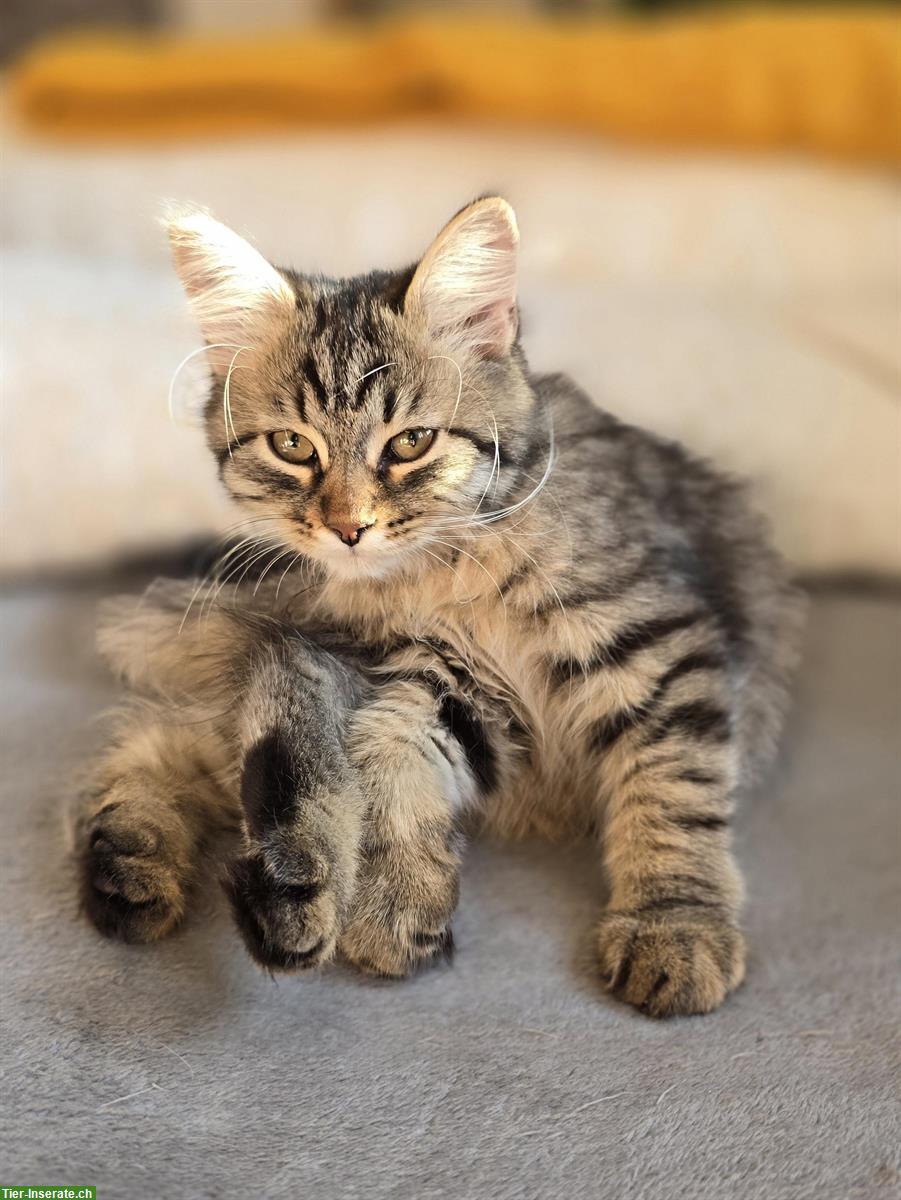Bild 4: 2 junge Sibirer Kater in der Farbe Schwarz-Tabby getupft