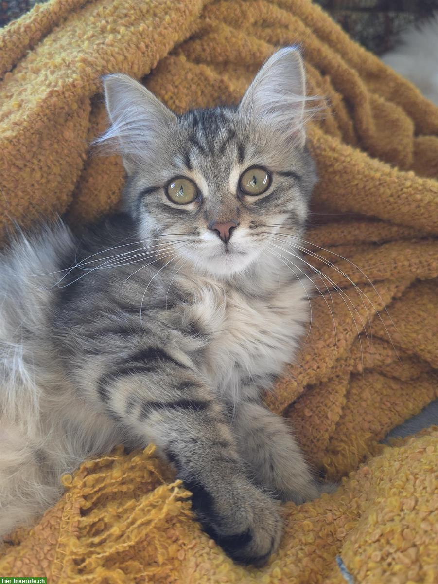 Bild 5: 2 junge Sibirer Kater in der Farbe Schwarz-Tabby getupft