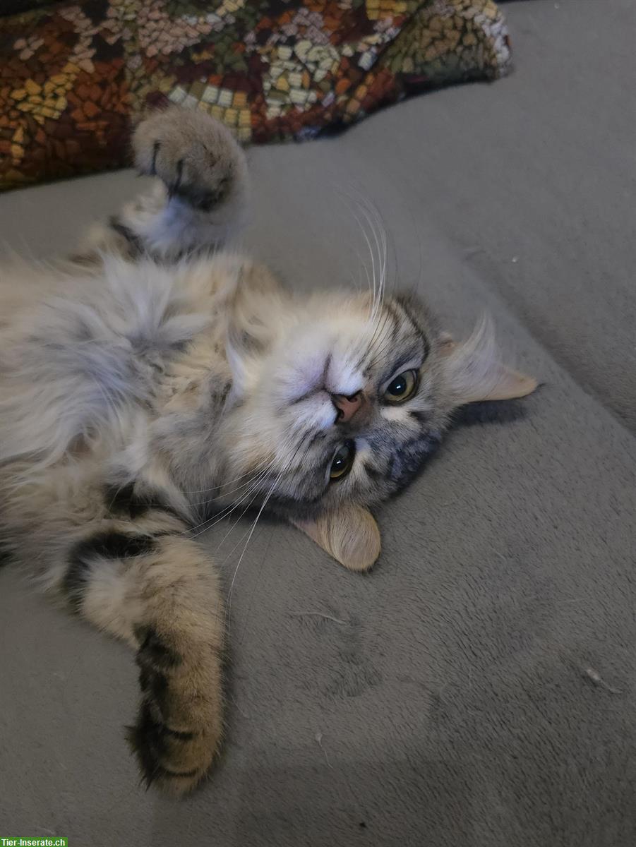 Bild 6: 2 junge Sibirer Kater in der Farbe Schwarz-Tabby getupft