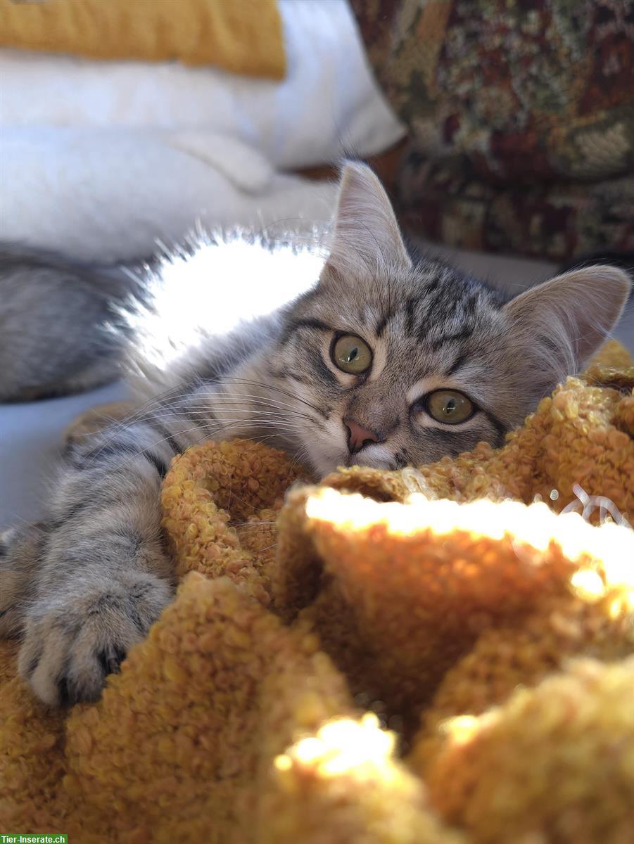 Bild 7: 2 junge Sibirer Kater in der Farbe Schwarz-Tabby getupft
