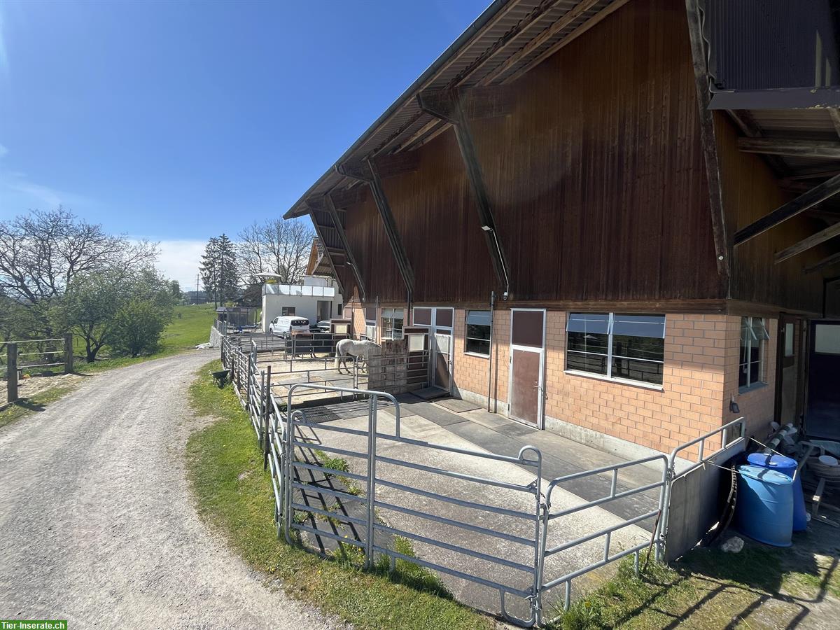 Vermieten Pferdebox & Gruppenbox mit direktem Auslauf in Aristau AG