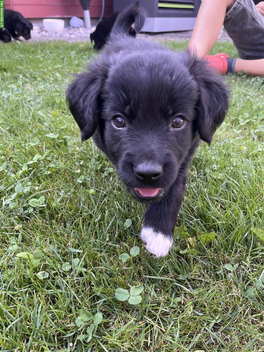 Border Collie Mischlingswelpen zu verkaufen