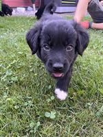 Border Collie Mischlingswelpen zu verkaufen