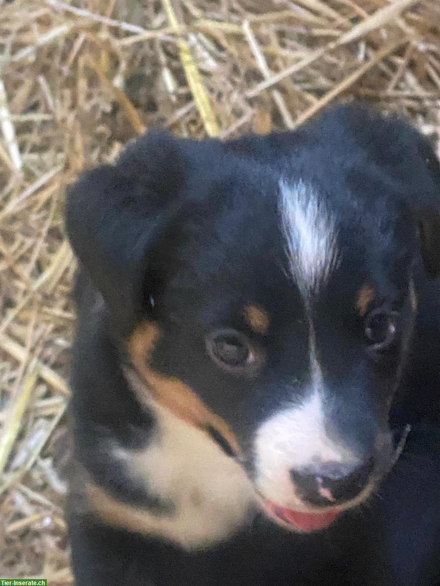 Bild 2: Border Collie Mischlingswelpen zu verkaufen