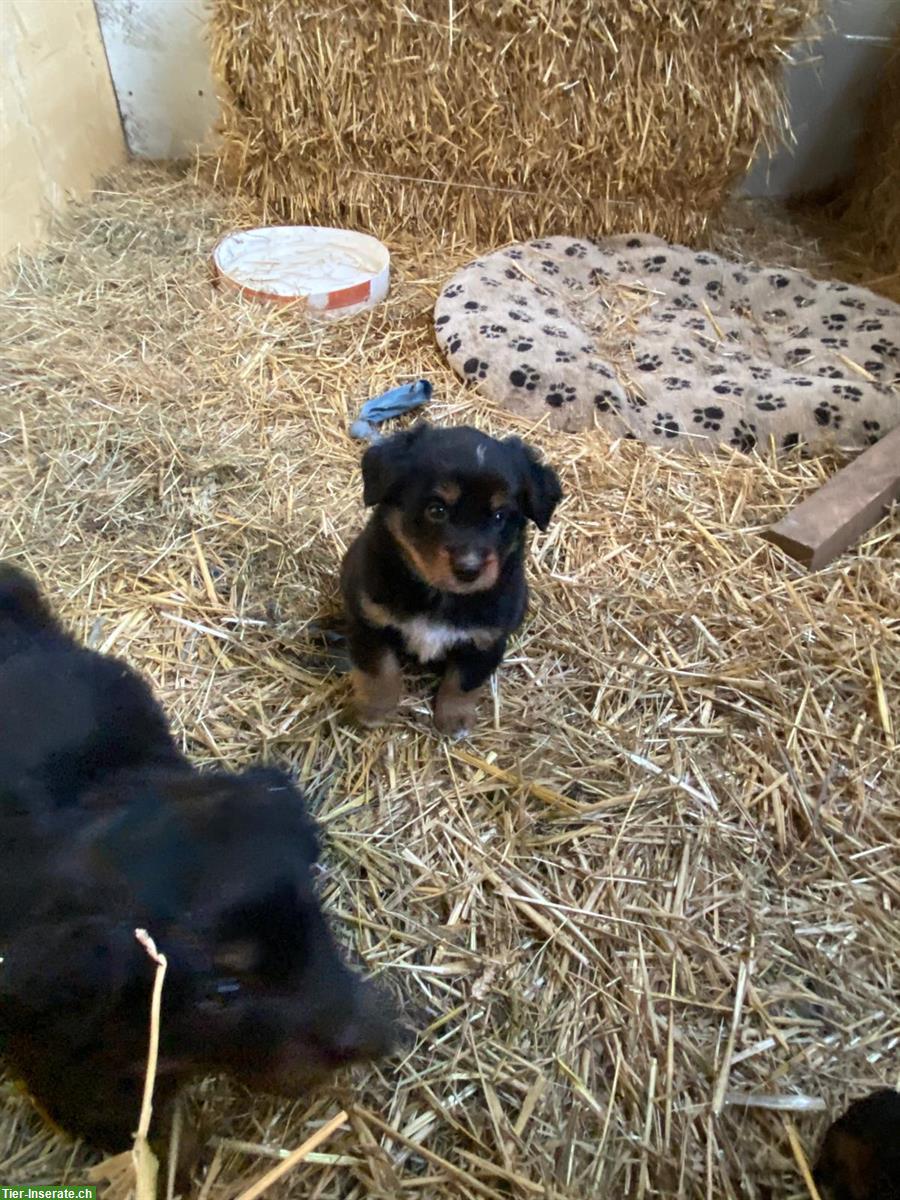 Bild 4: Border Collie Mischlingswelpen zu verkaufen