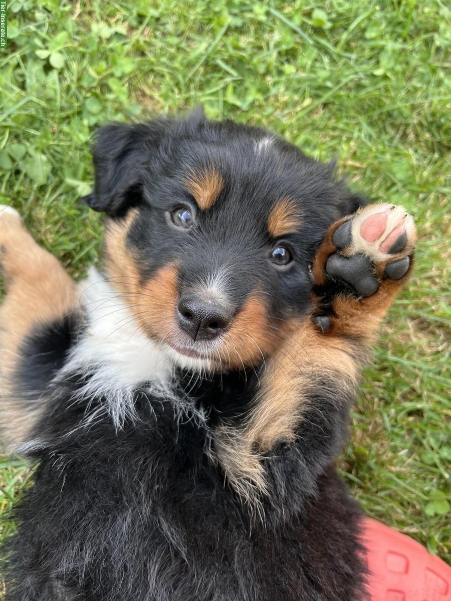 Bild 5: Border Collie Mischlingswelpen zu verkaufen