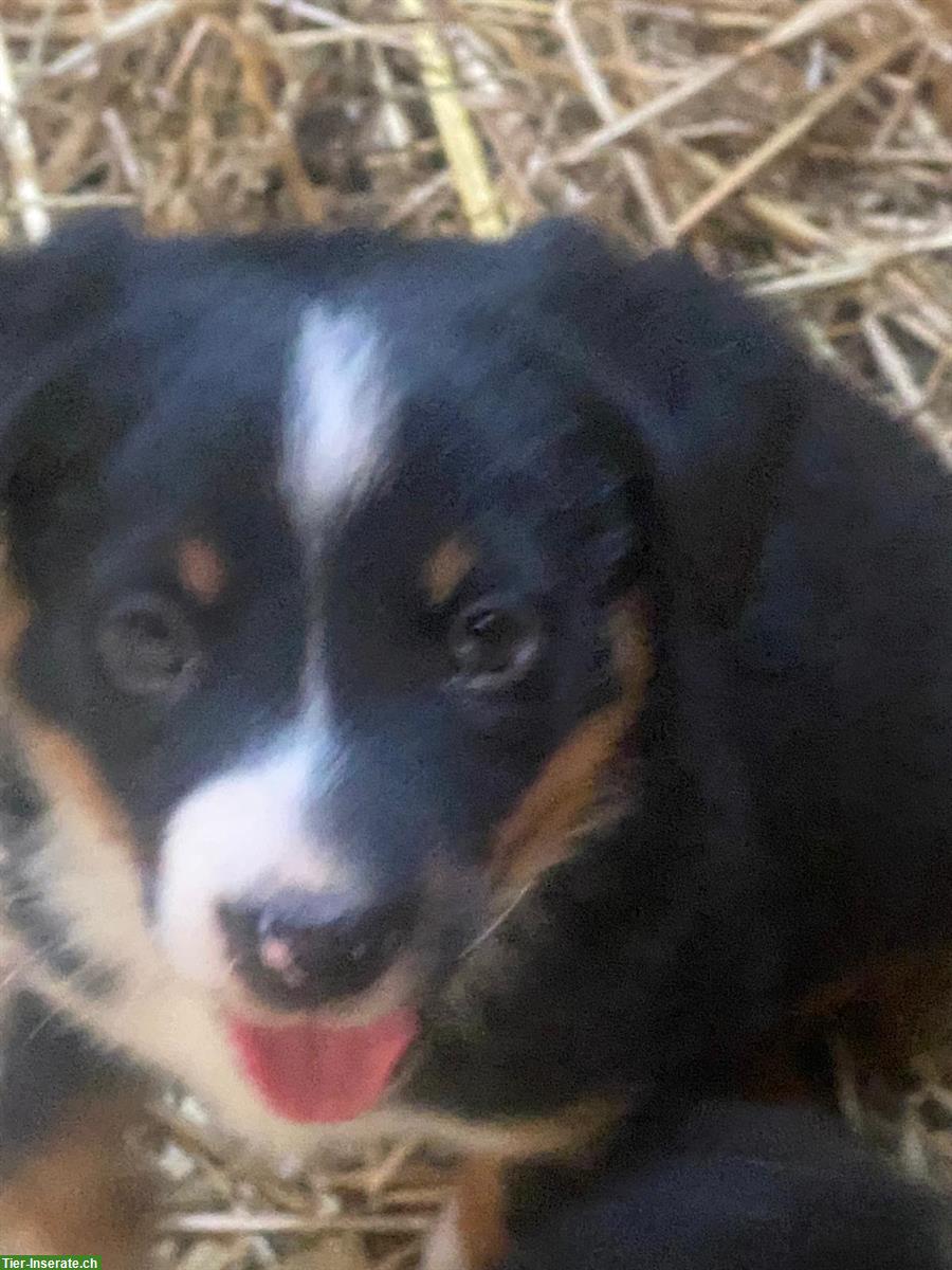 Bild 6: Border Collie Mischlingswelpen zu verkaufen