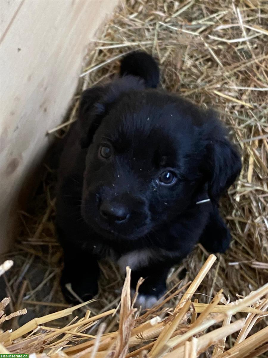 Bild 8: Border Collie Mischlingswelpen zu verkaufen