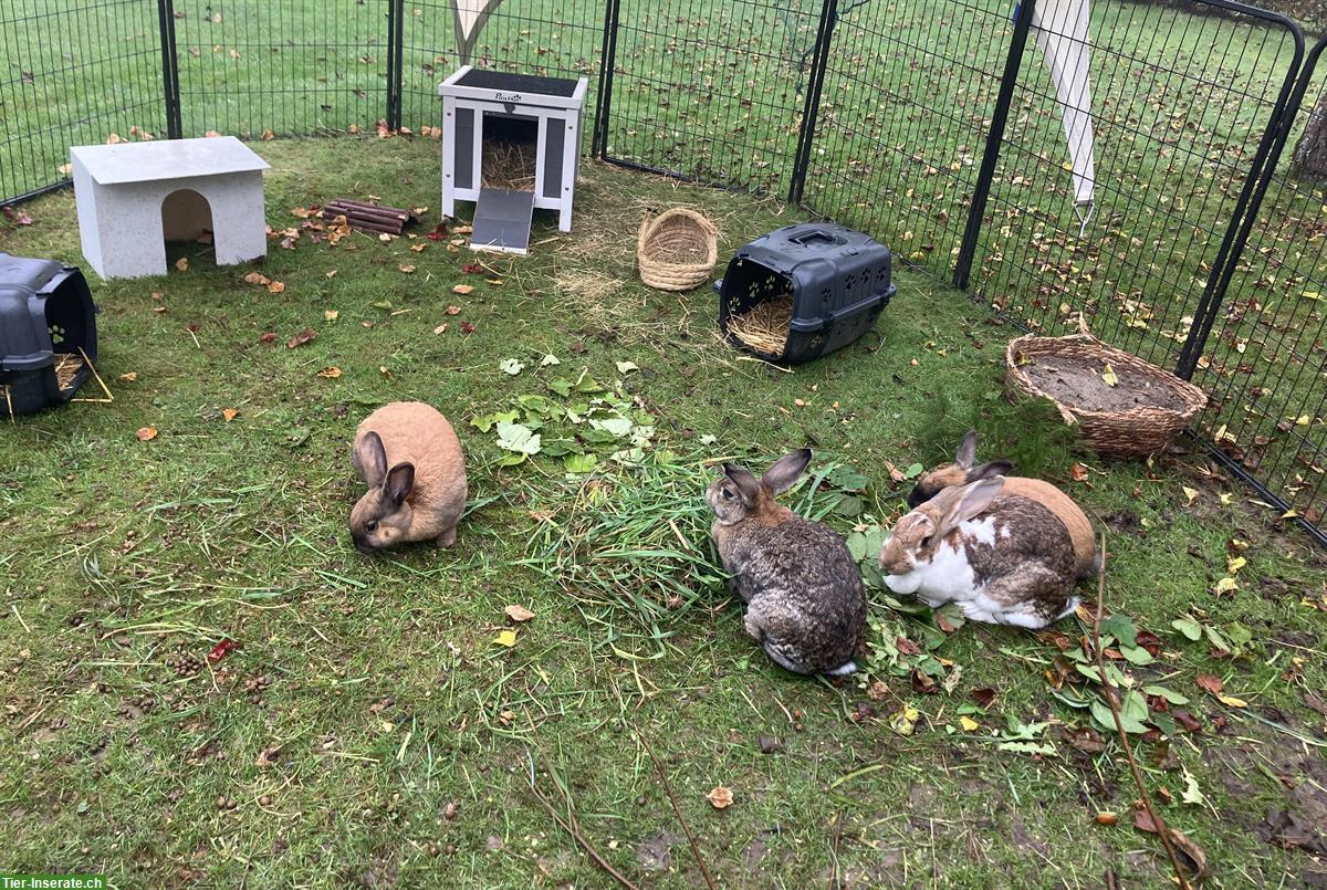 4 Kaninchen 🐰 inkl. grossem Stall und Aussengehege