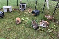 4 Kaninchen 🐰 inkl. grossem Stall und Aussengehege