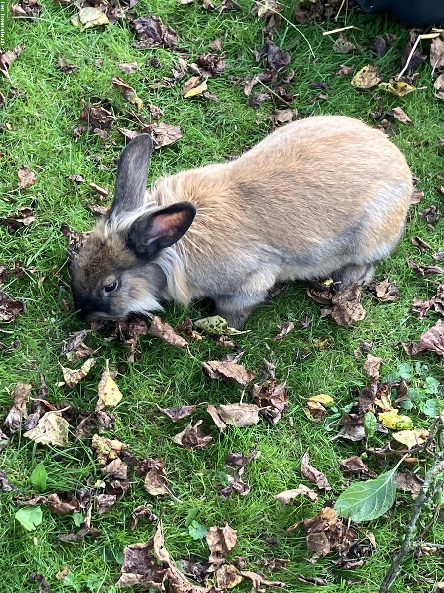 Bild 2: 4 Kaninchen 🐰 inkl. grossem Stall und Aussengehege