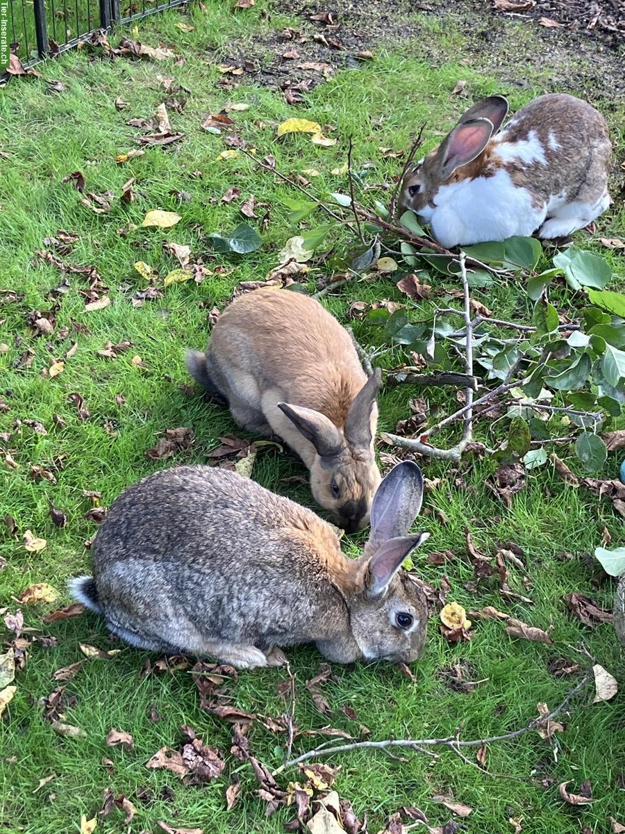 Bild 3: 4 Kaninchen 🐰 inkl. grossem Stall und Aussengehege