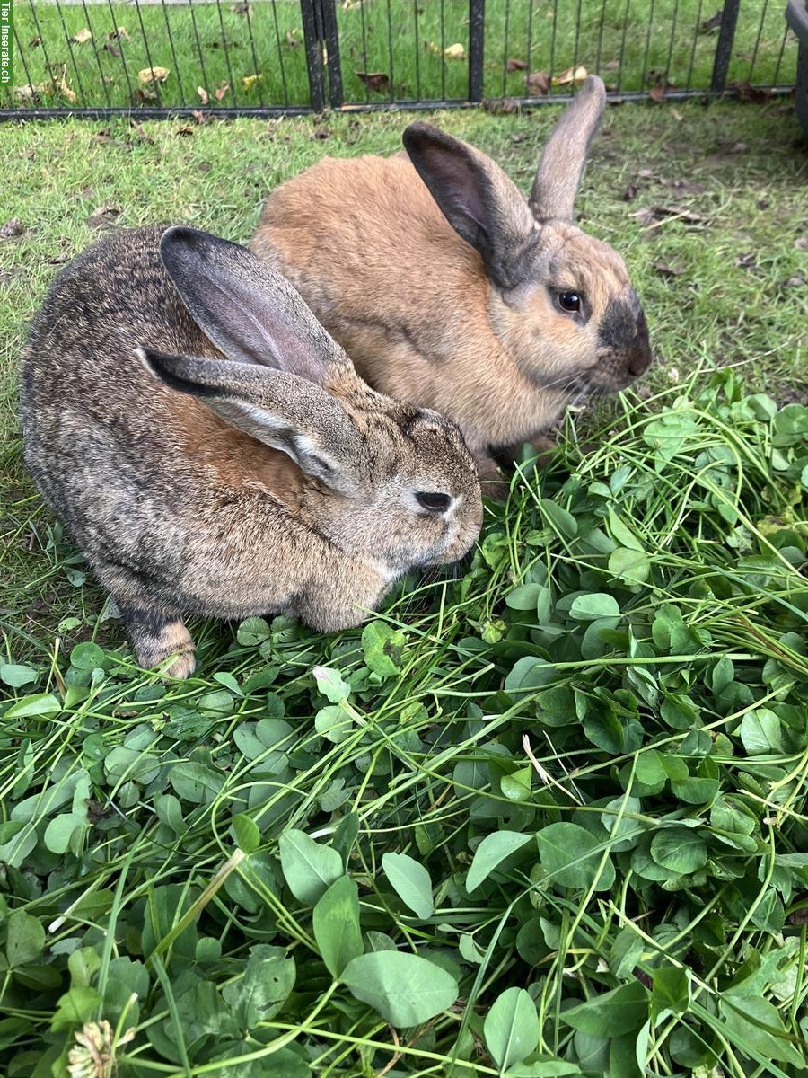 Bild 4: 4 Kaninchen 🐰 inkl. grossem Stall und Aussengehege