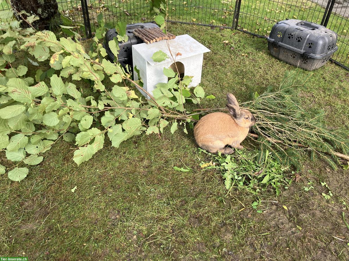 Bild 5: 4 Kaninchen 🐰 inkl. grossem Stall und Aussengehege