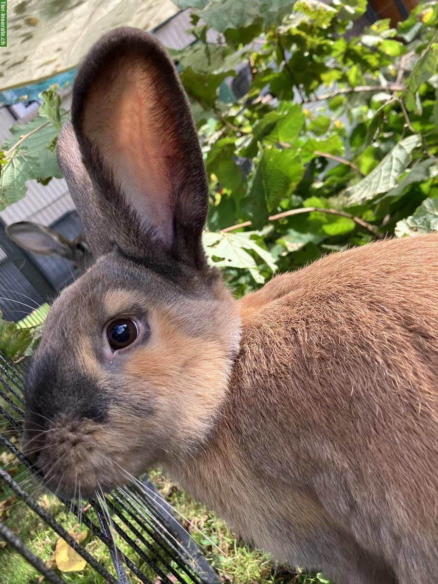 Bild 6: 4 Kaninchen 🐰 inkl. grossem Stall und Aussengehege