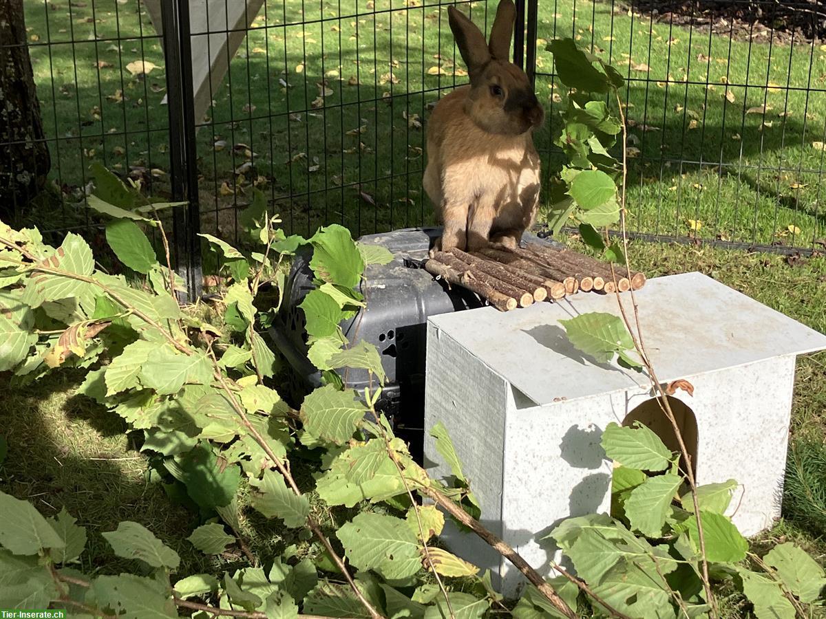 Bild 7: 4 Kaninchen 🐰 inkl. grossem Stall und Aussengehege