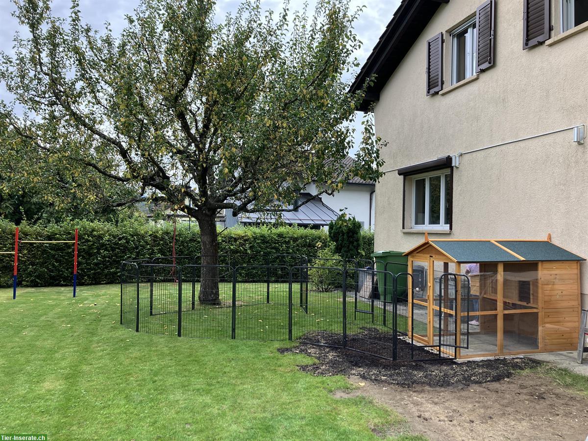 Bild 8: 4 Kaninchen 🐰 inkl. grossem Stall und Aussengehege