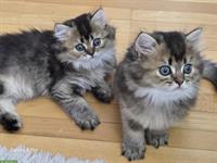 Perser x Britisch Langhaar Kitten suchen ein Zuhause
