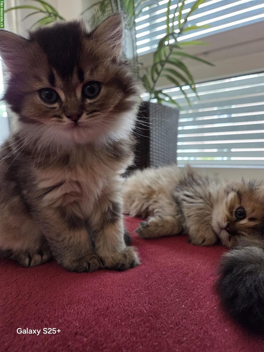 Bild 2: Perser x Britisch Langhaar Kitten suchen ein Zuhause