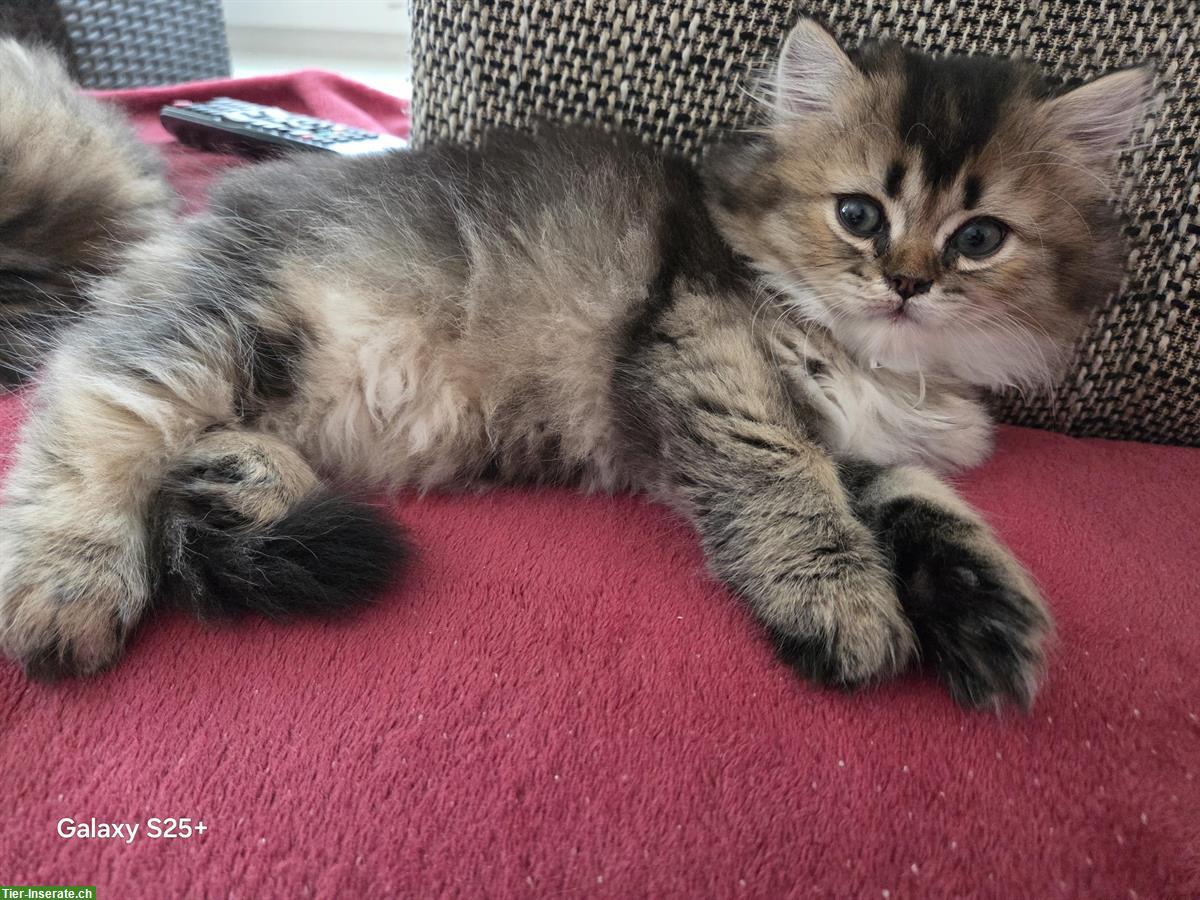 Bild 3: Perser x Britisch Langhaar Kitten suchen ein Zuhause
