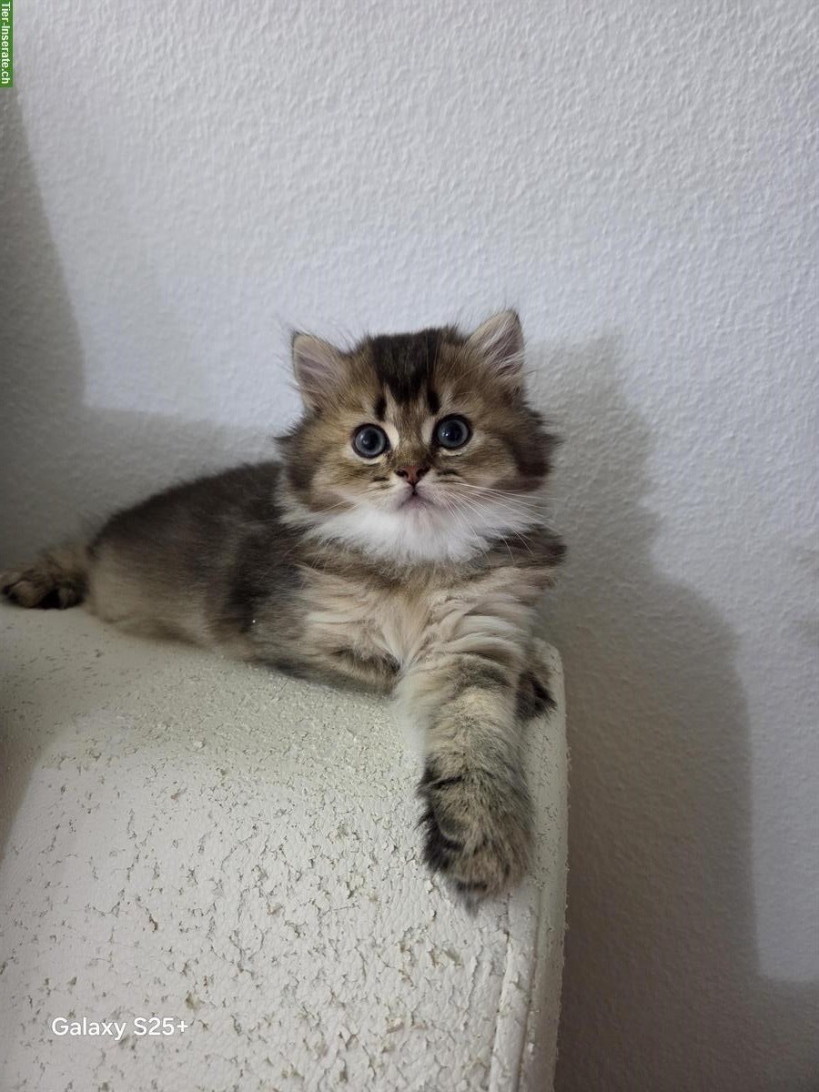 Bild 4: Perser x Britisch Langhaar Kitten suchen ein Zuhause
