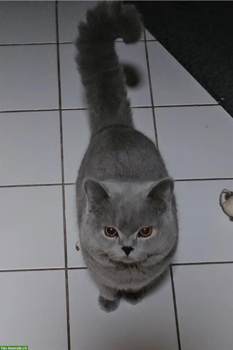 BKH Deckkater mit Stammbaum Blutgruppe B
