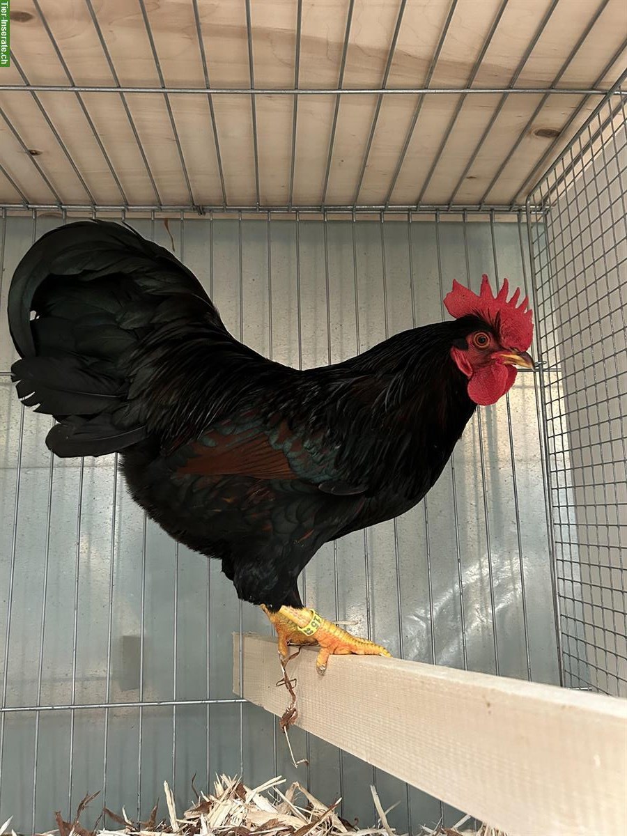 Bild 3: Küken Zwerg Barnevelder doppeltgesäumt, Bruteier + Jungtiere