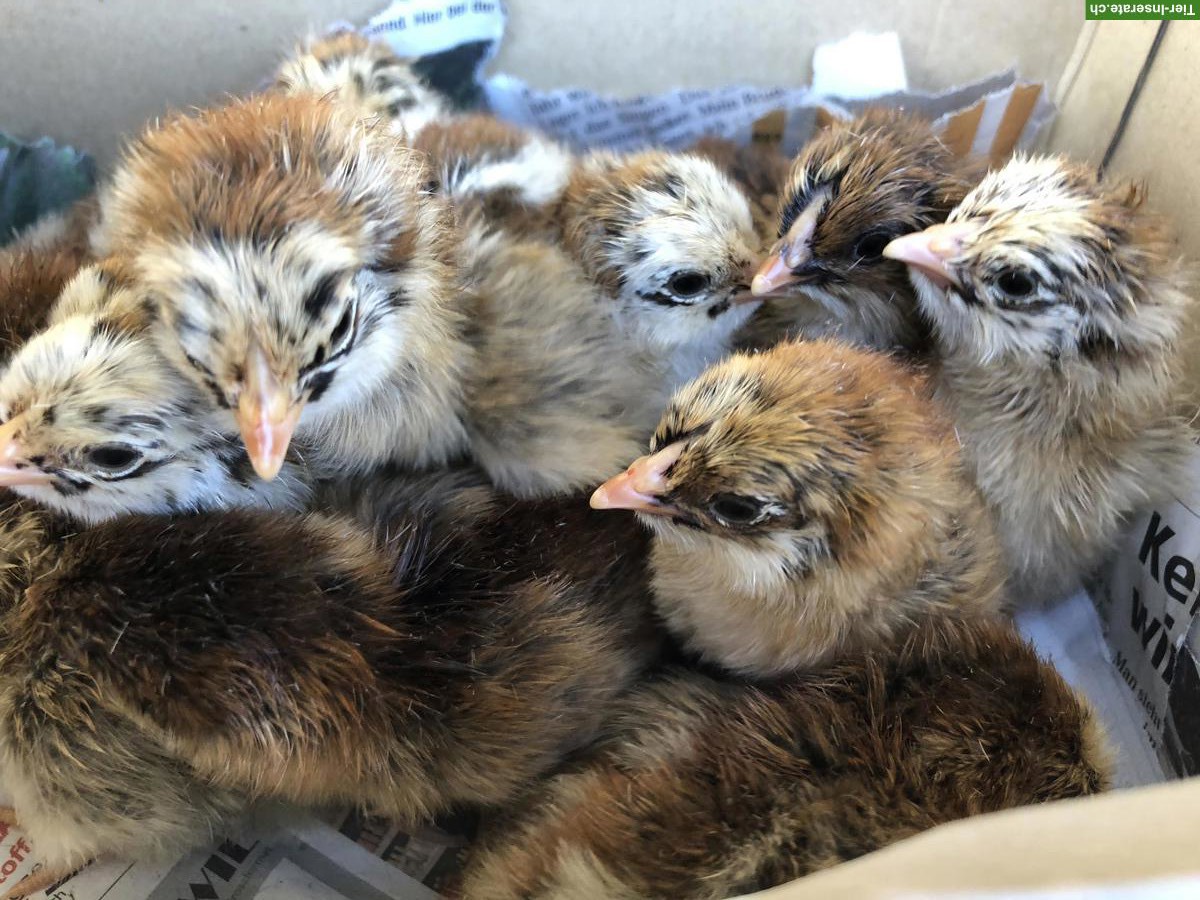 Bild 4: Küken Zwerg Barnevelder doppeltgesäumt, Bruteier + Jungtiere