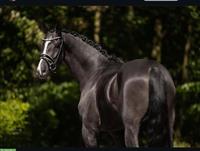 Hannoveraner Dressurwallach Rohdiamant, 6-jährig, 174cm
