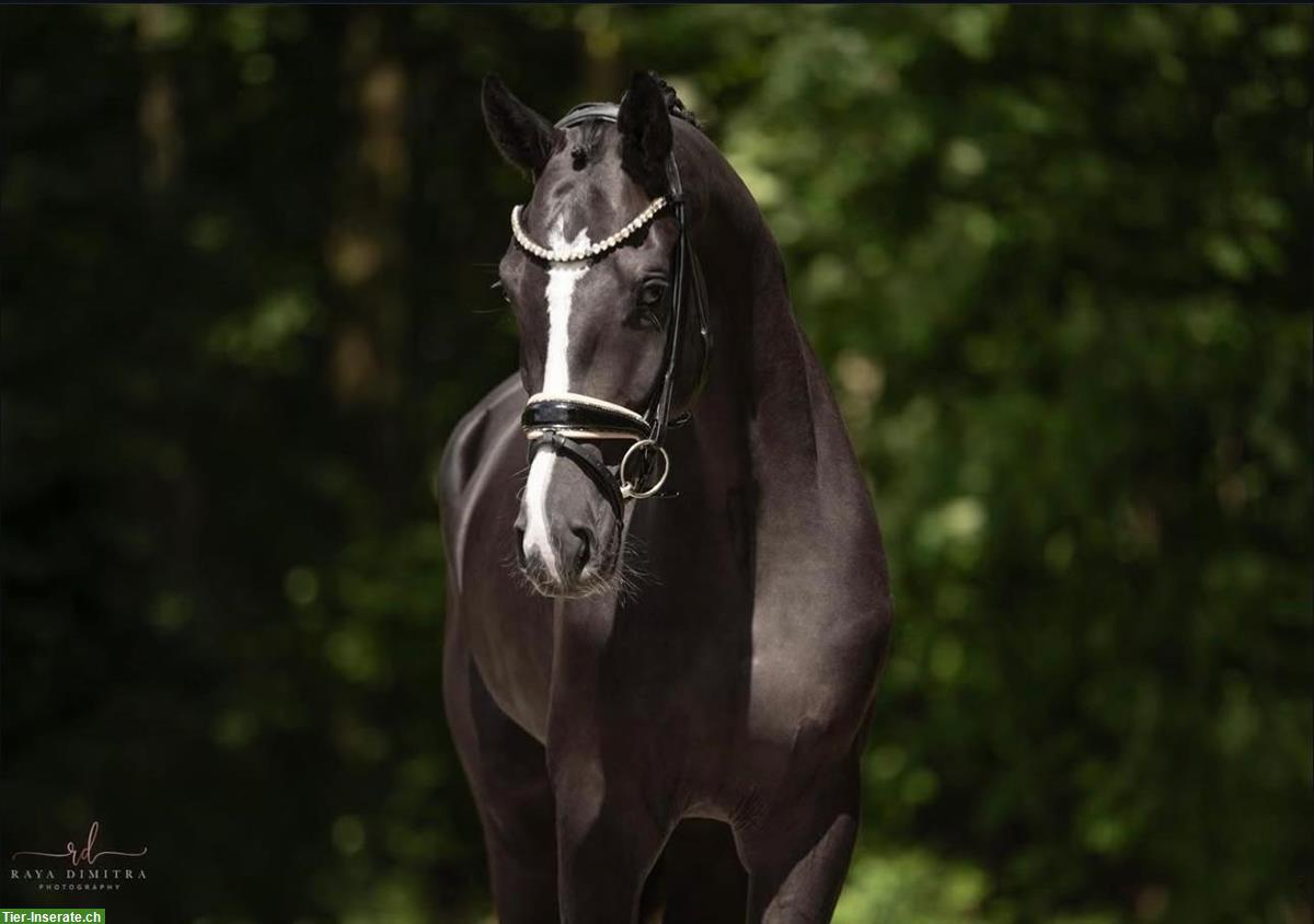 Bild 2: Hannoveraner Dressurwallach Rohdiamant, 6-jährig, 174cm