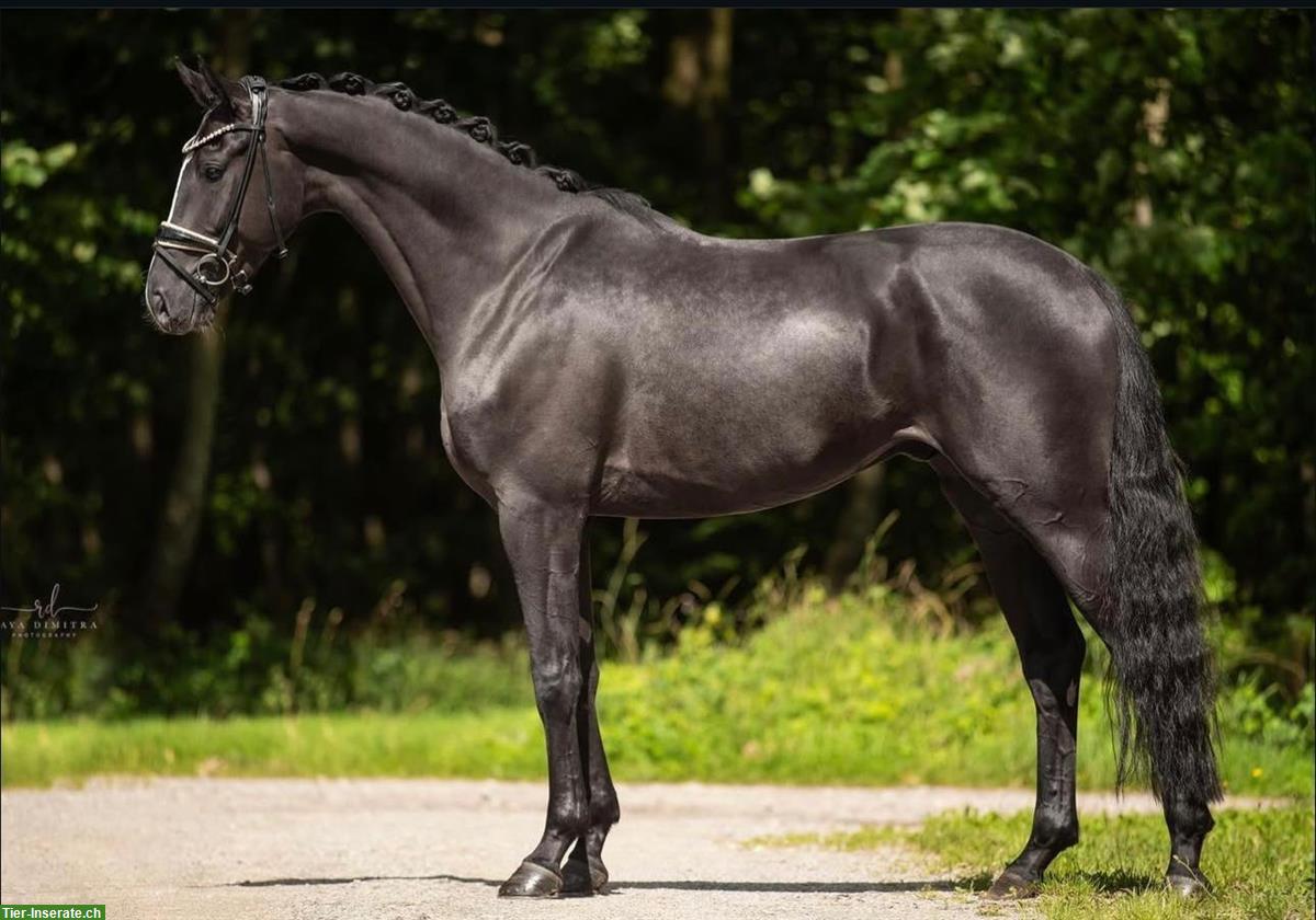 Bild 3: Hannoveraner Dressurwallach Rohdiamant, 6-jährig, 174cm