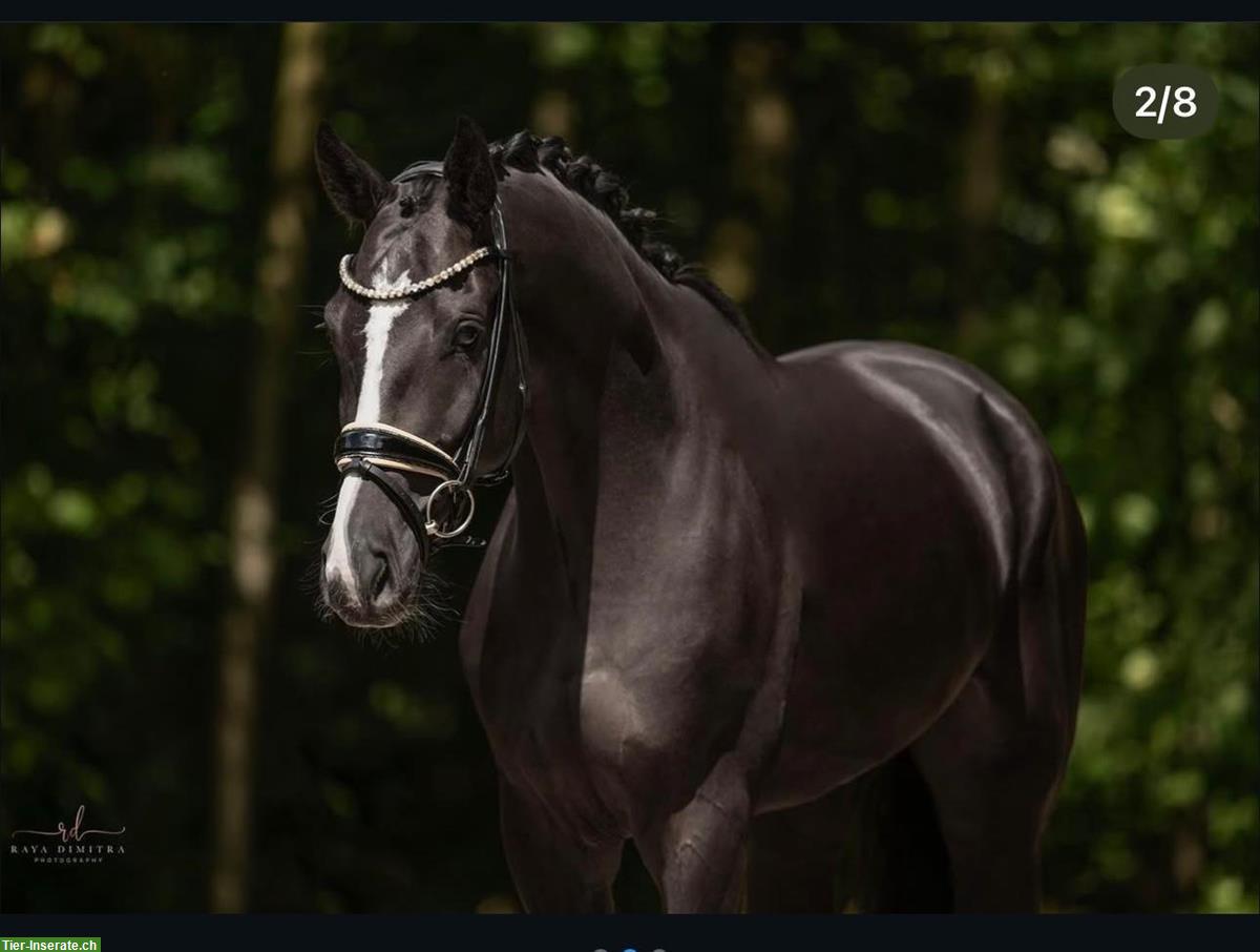 Bild 4: Hannoveraner Dressurwallach Rohdiamant, 6-jährig, 174cm