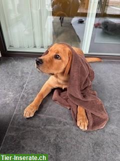 Bild 2: Beige/brauner Labrador Welpen zu verkaufen