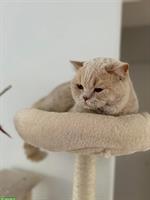 Reinrassiger BKH Deckkater in fawn creme